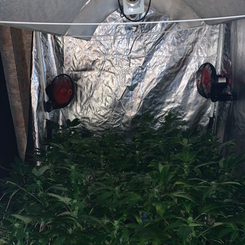 GG4 #1 #3 growlog timeline photo