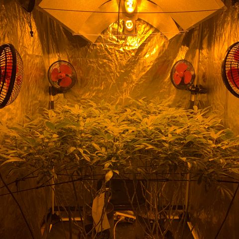 GG4 #1 #3 growlog timeline photo