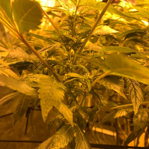 GG4 #1 #3 growlog timeline photo