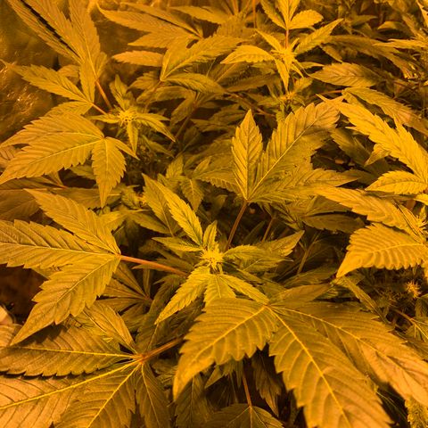 GG4 #1 #3 growlog timeline photo