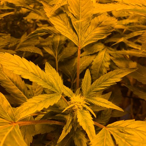 GG4 #1 #3 growlog timeline photo