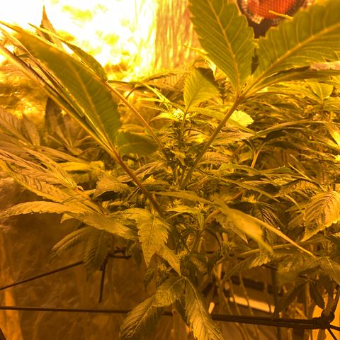 GG4 #1 #3 growlog timeline photo