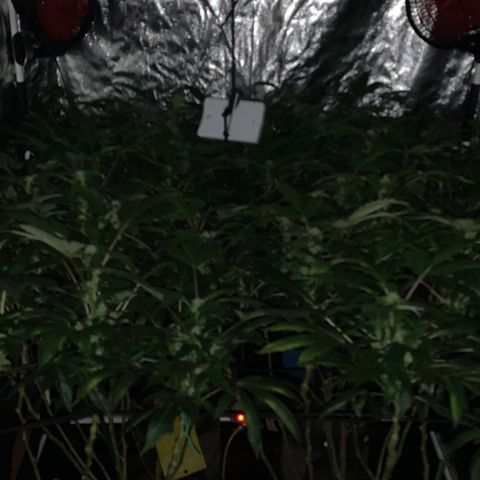 GG4 #1 #3 growlog timeline photo