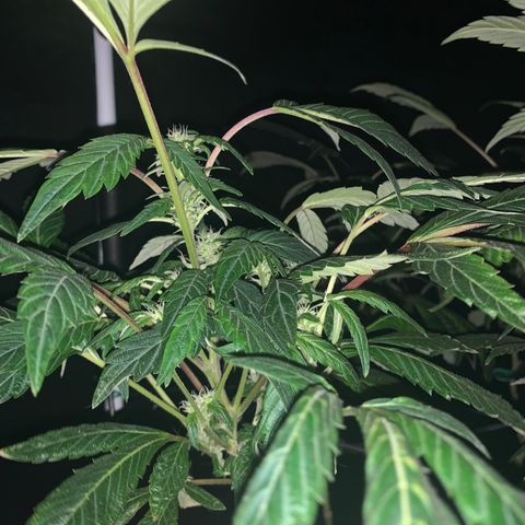 GG4 #1 #3 growlog timeline photo