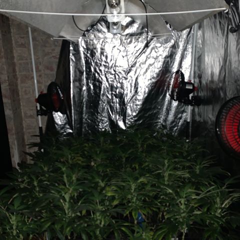 GG4 #1 #3 growlog timeline photo