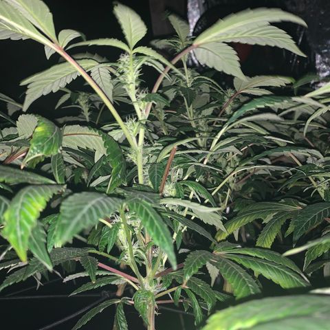 GG4 #1 #3 growlog timeline photo