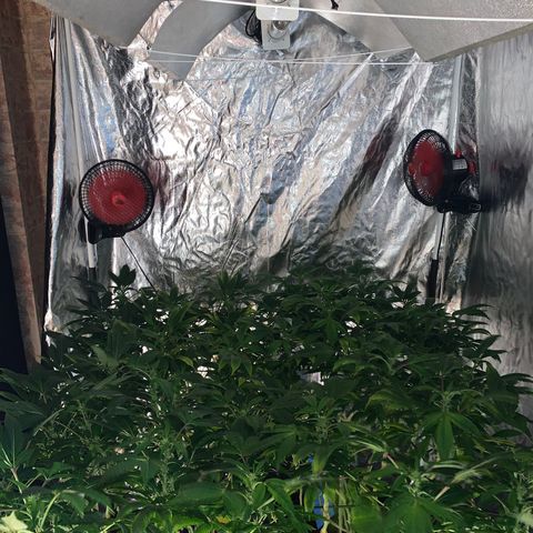 GG4 #1 #3 growlog timeline photo