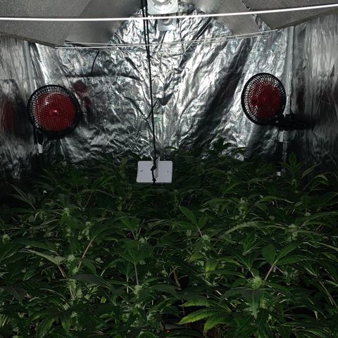 GG4 #1 #3 growlog timeline photo