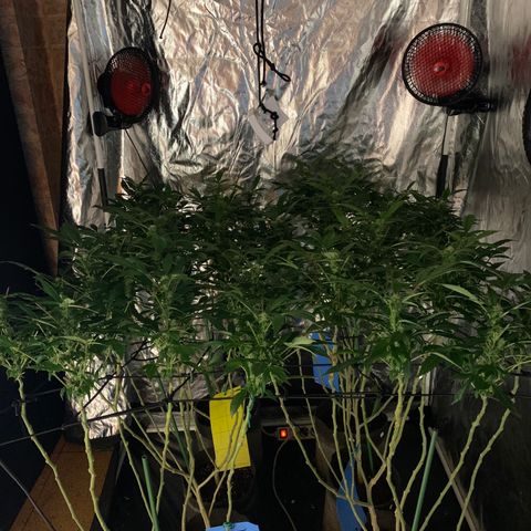 GG4 #1 #3 growlog timeline photo