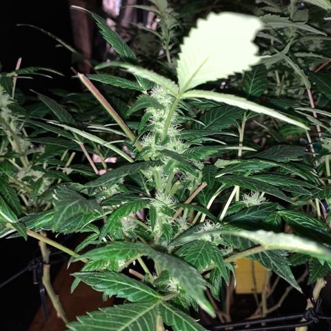 GG4 #1 #3 growlog timeline photo