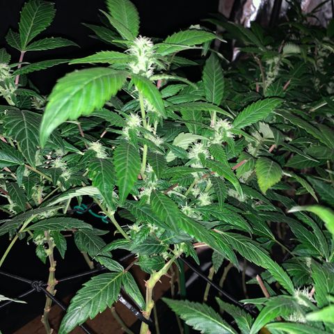 GG4 #1 #3 growlog timeline photo