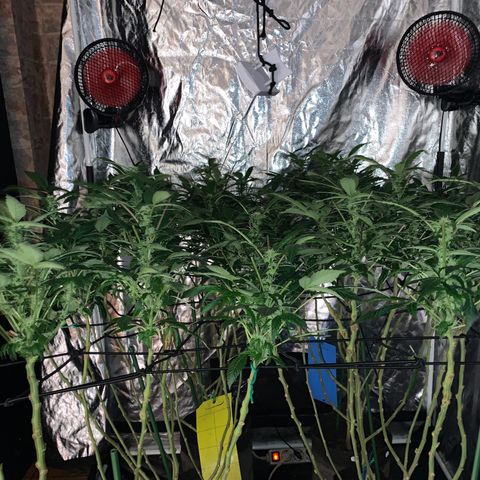 GG4 #1 #3 growlog timeline photo