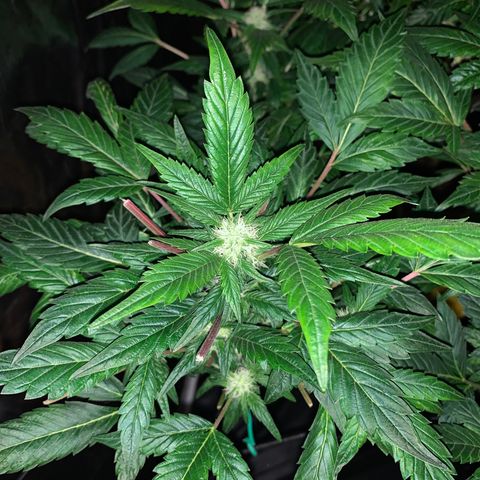 GG4 #1 #3 growlog timeline photo