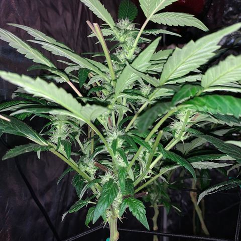 GG4 #1 #3 growlog timeline photo