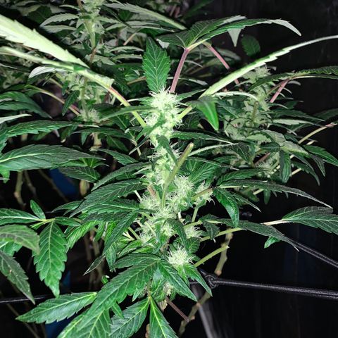 GG4 #1 #3 growlog timeline photo