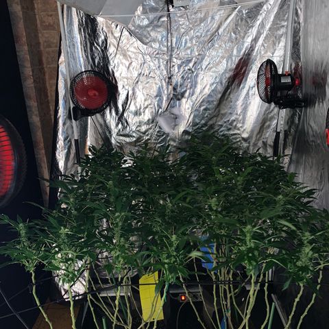 GG4 #1 #3 growlog timeline photo