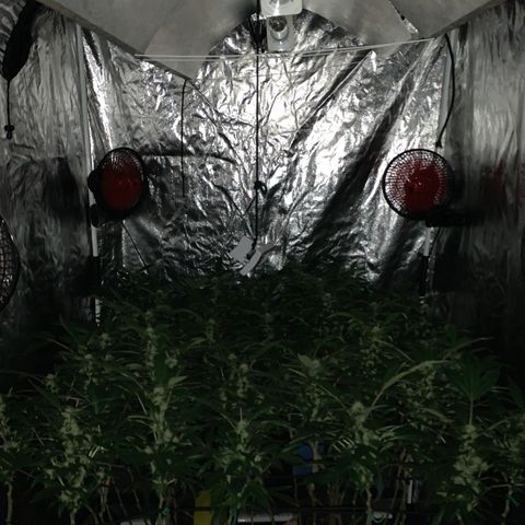 GG4 #1 #3 growlog timeline photo