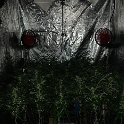 GG4 #1 #3 growlog timeline photo