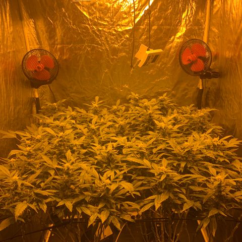 GG4 #1 #3 growlog timeline photo