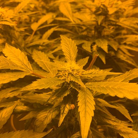 GG4 #1 #3 growlog timeline photo
