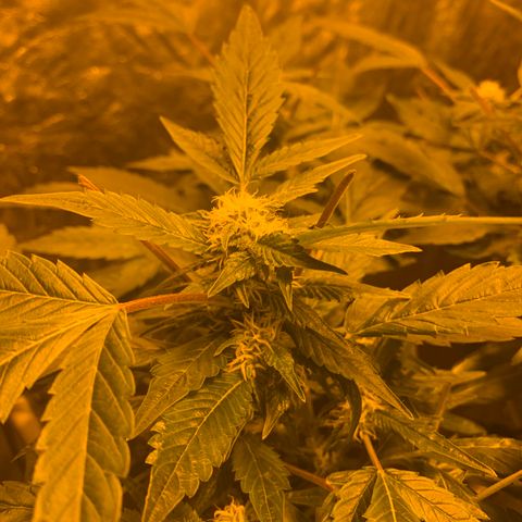 GG4 #1 #3 growlog timeline photo