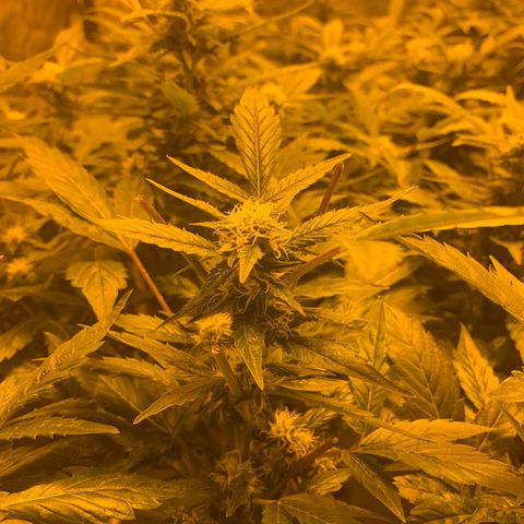 GG4 #1 #3 growlog timeline photo