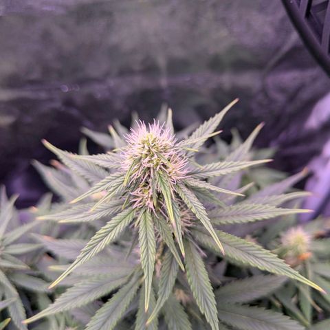 Northern Light Automatic growlog timeline photo