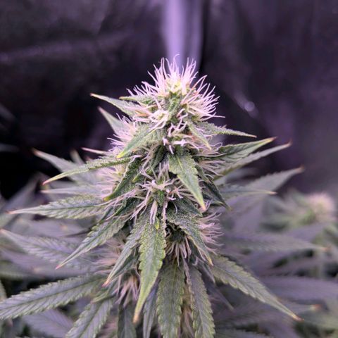 Northern Light Automatic growlog timeline photo