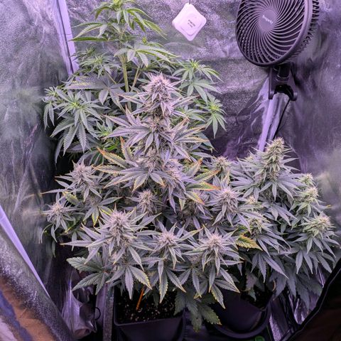 Northern Light Automatic growlog timeline photo