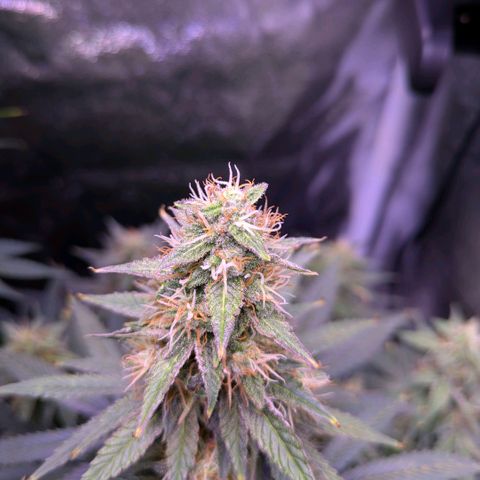 Northern Light Automatic growlog timeline photo