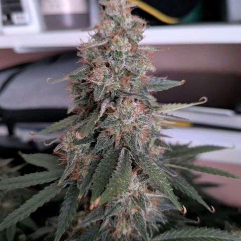 Northern Light Automatic growlog timeline photo