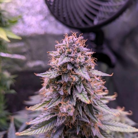 Northern Light Automatic growlog timeline photo