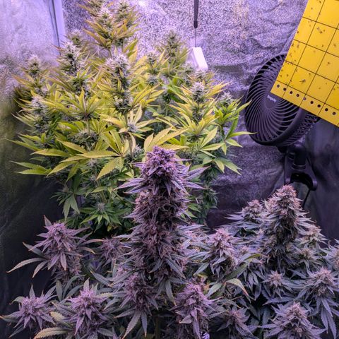 Northern Light Automatic growlog timeline photo