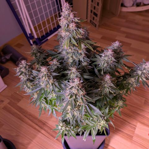 Northern Light Automatic growlog timeline photo