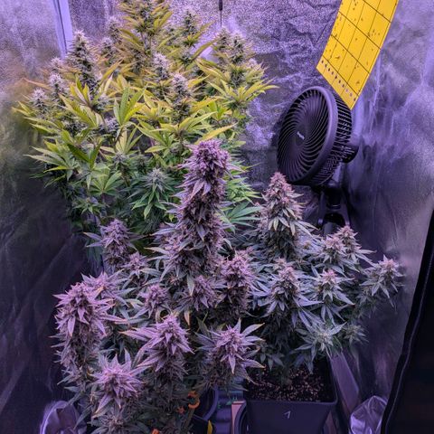 Northern Light Automatic growlog timeline photo