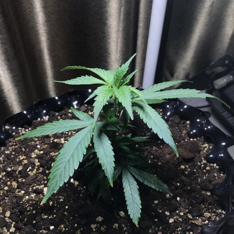 (Clone)Banana hamrock r1 growlog photo: Spray HB-101(0.5/500ml)