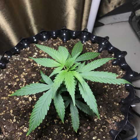 (Clone)Banana hamrock r1 growlog photo: Spray HB-101(0.5/500ml)