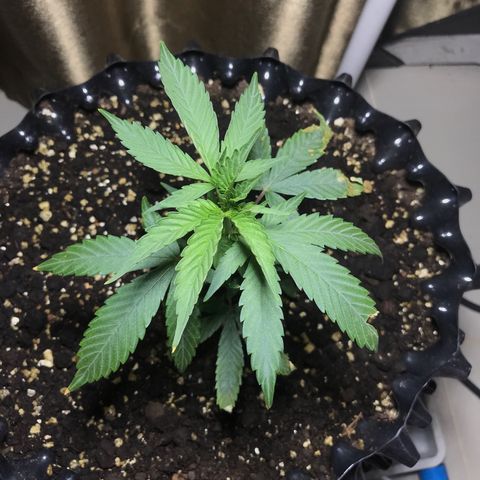 (Clone)Banana hamrock r1 growlog photo: Heat stress,Leaf burned.