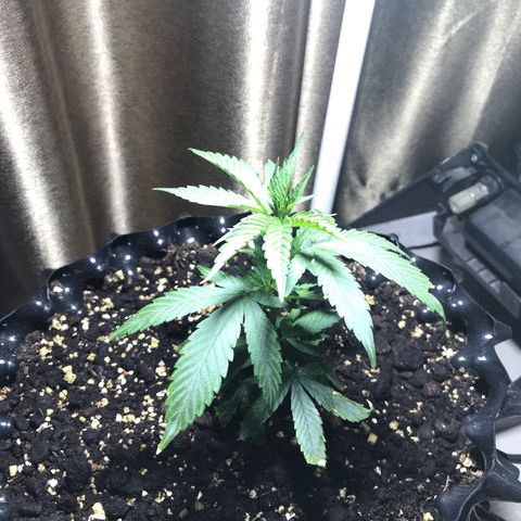 (Clone)Banana hamrock r1 growlog photo: Heat stress,Leaf burned.