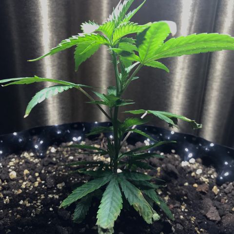 (Clone)Banana hamrock r1 growlog timeline photo