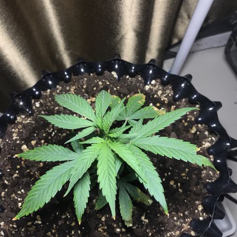 (Clone)Banana hamrock r1 growlog timeline photo