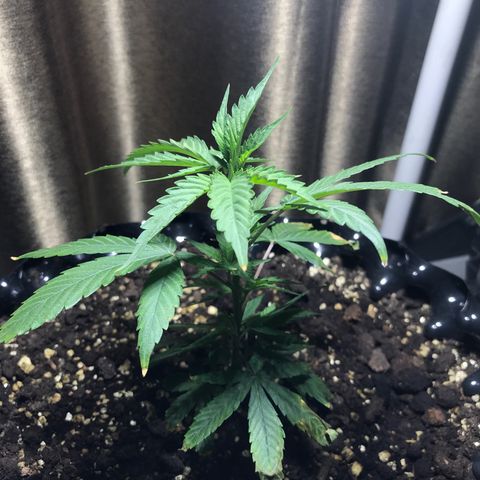 (Clone)Banana hamrock r1 growlog timeline photo