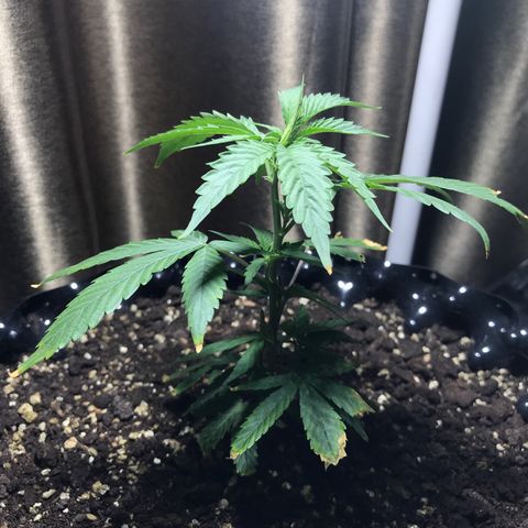 (Clone)Banana hamrock r1 growlog timeline photo