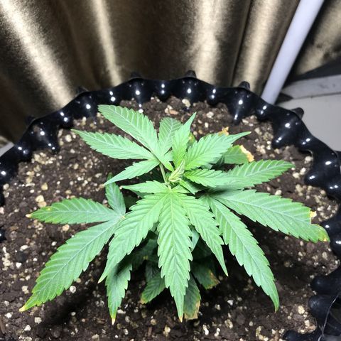 (Clone)Banana hamrock r1 growlog timeline photo