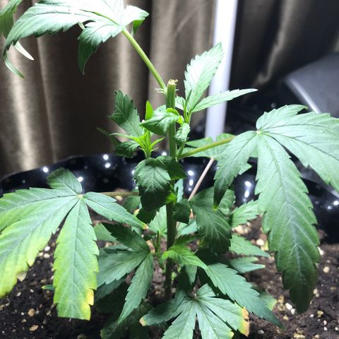 (Clone)Banana hamrock r1 growlog photo: Top 