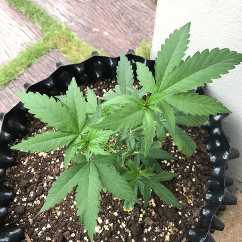 (Clone)Banana hamrock r1 growlog timeline photo