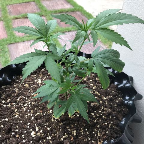 (Clone)Banana hamrock r1 growlog timeline photo