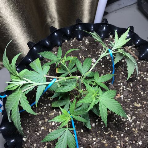 (Clone)Banana hamrock r1 growlog timeline photo