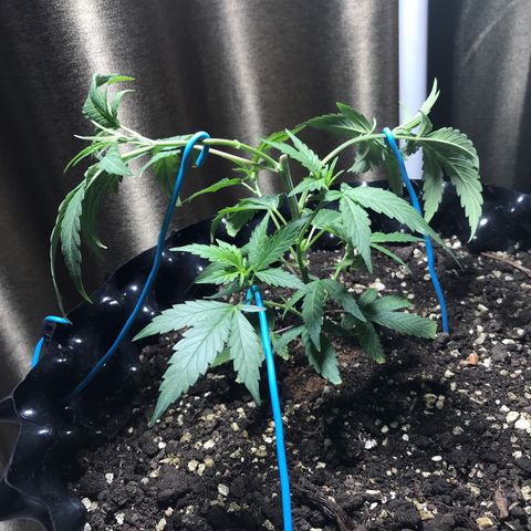 (Clone)Banana hamrock r1 growlog timeline photo