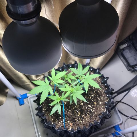(Clone)Banana hamrock r1 growlog timeline photo